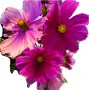 cosmos